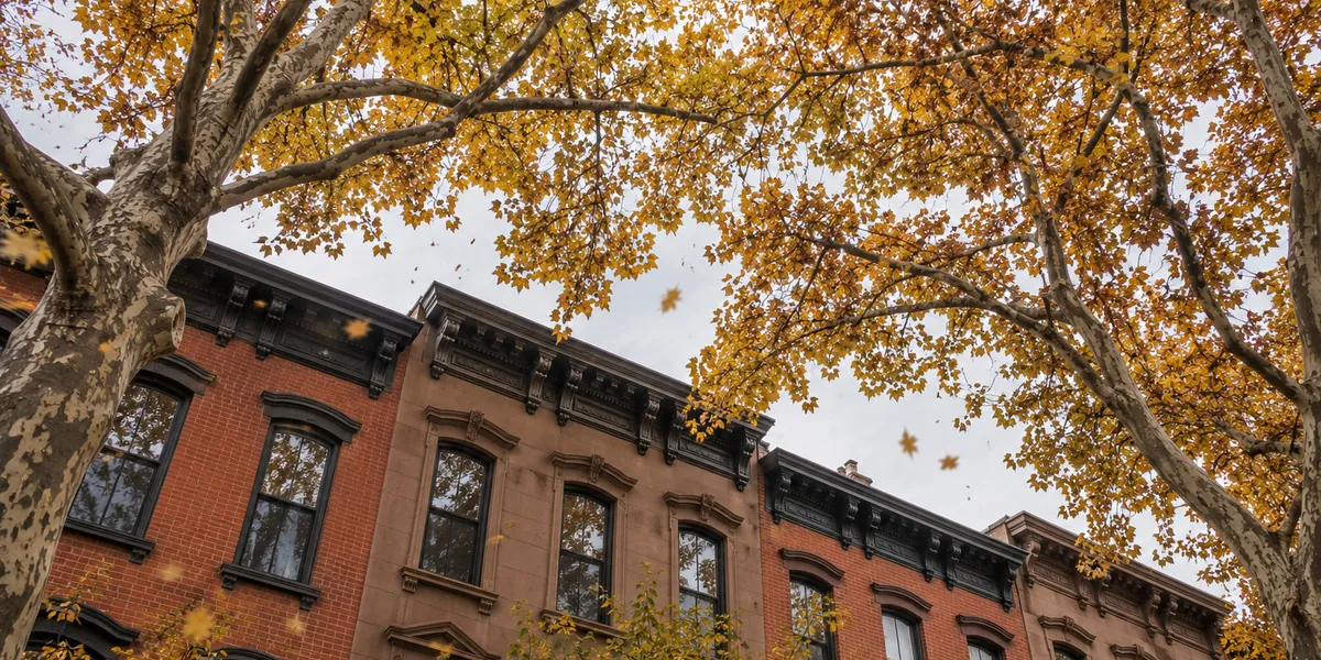 Large sycamore street trees in fall color over a row of Jersey City rowhouses